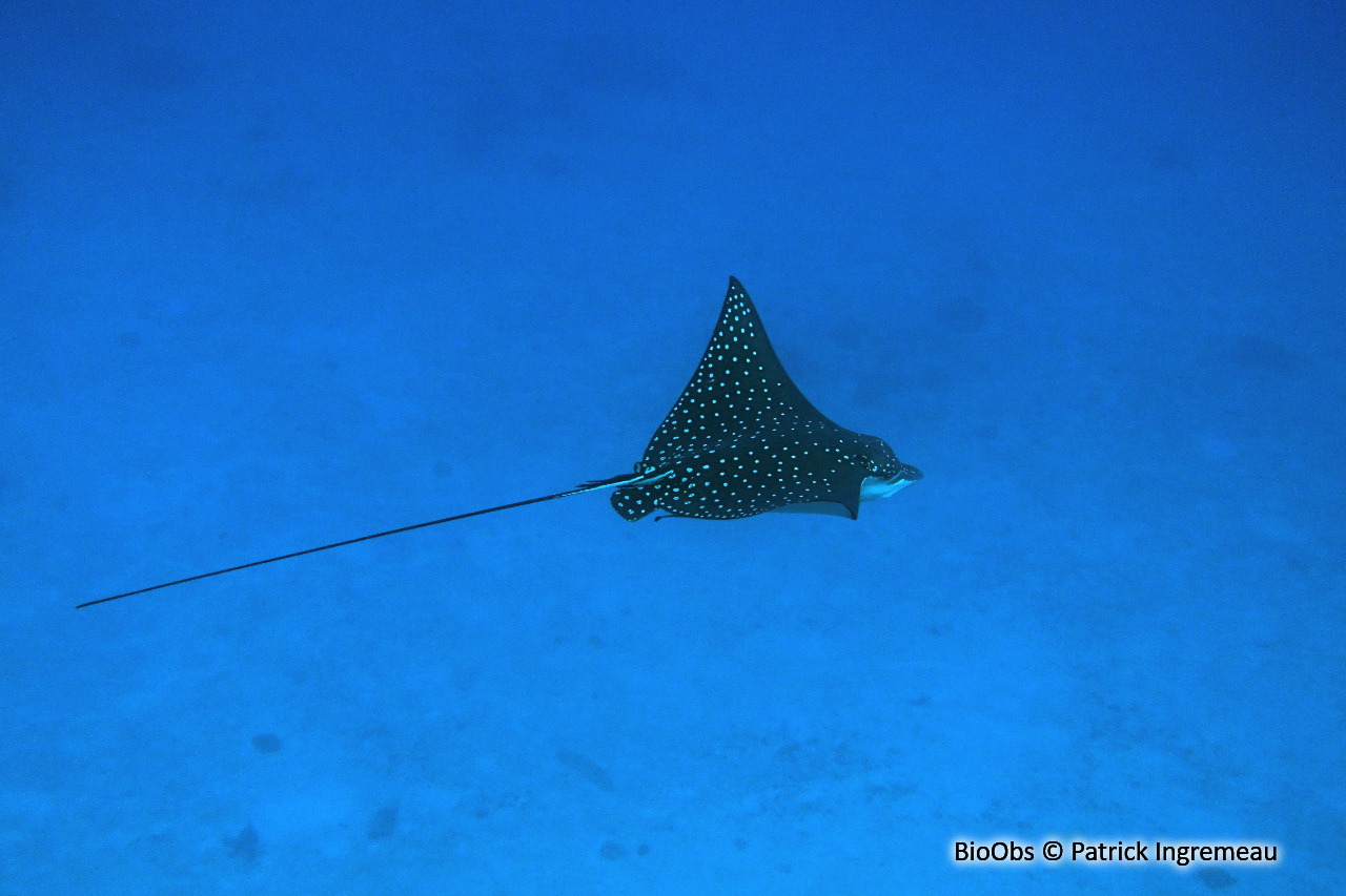Raie léopard - Aetobatus ocellatus - Patrick Ingremeau - BioObs