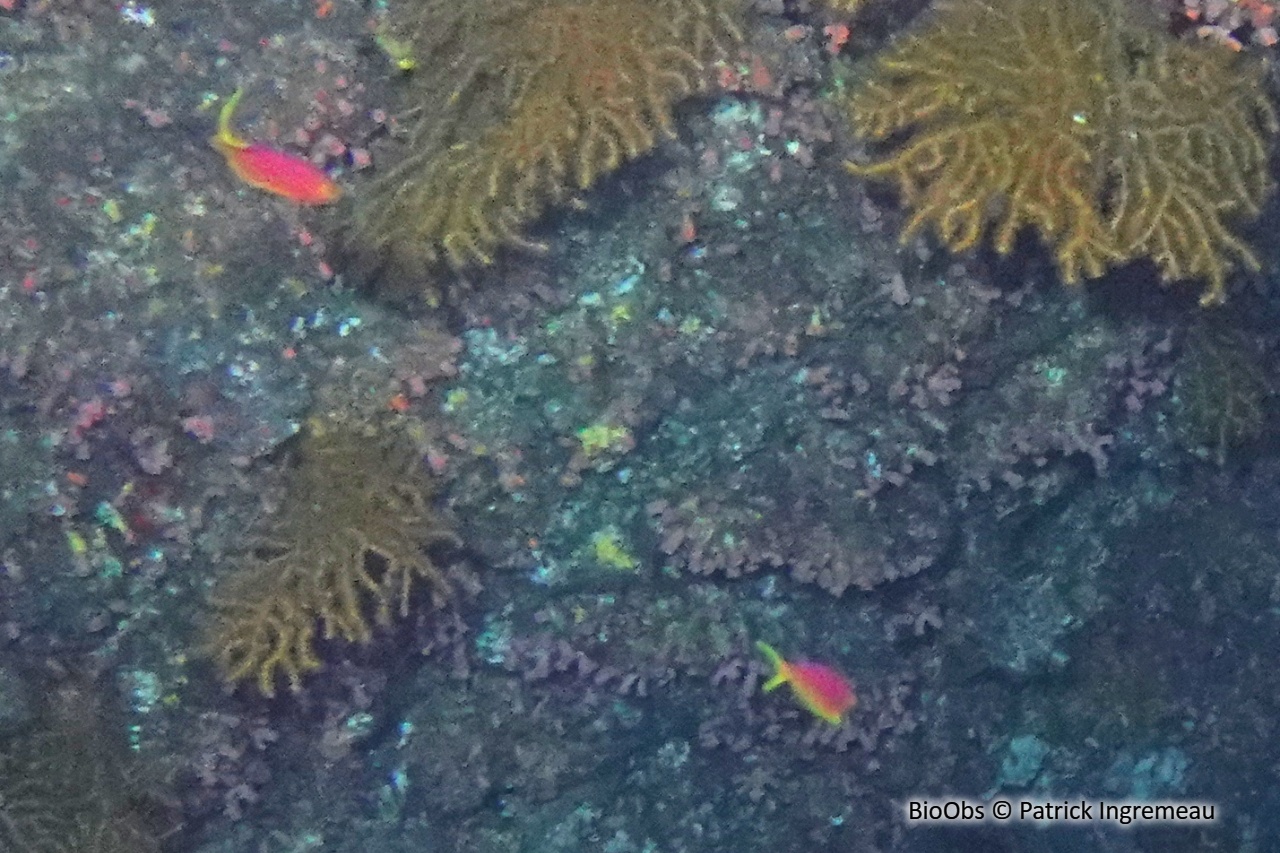 Anthias splendide - Pseudanthias pulcherrimus - Patrick Ingremeau - BioObs