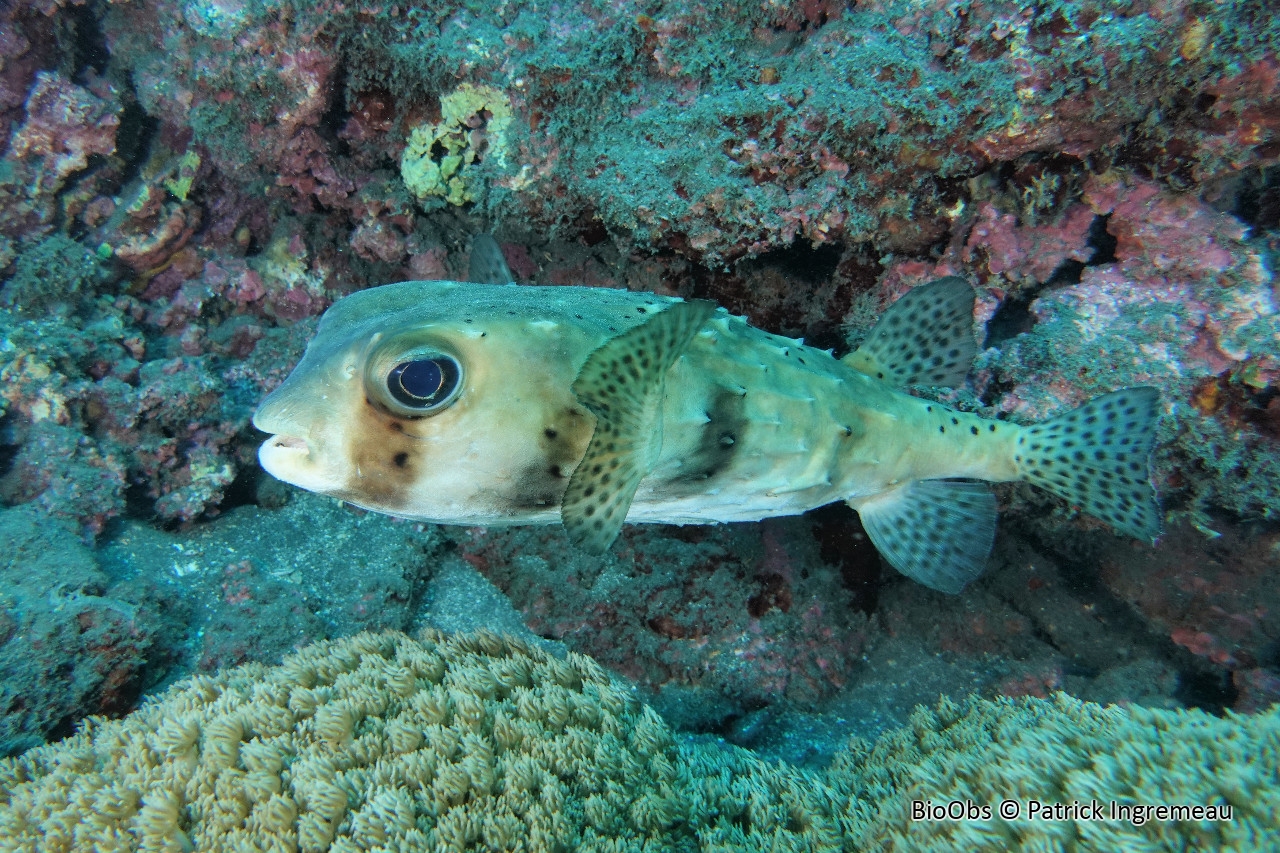Poisson-hérisson ponctué - Chilomycterus reticulatus - Patrick Ingremeau - BioObs