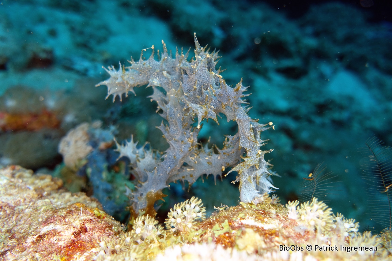 Eponge épineuse bleue - Gelliodes fibulata - Patrick Ingremeau - BioObs