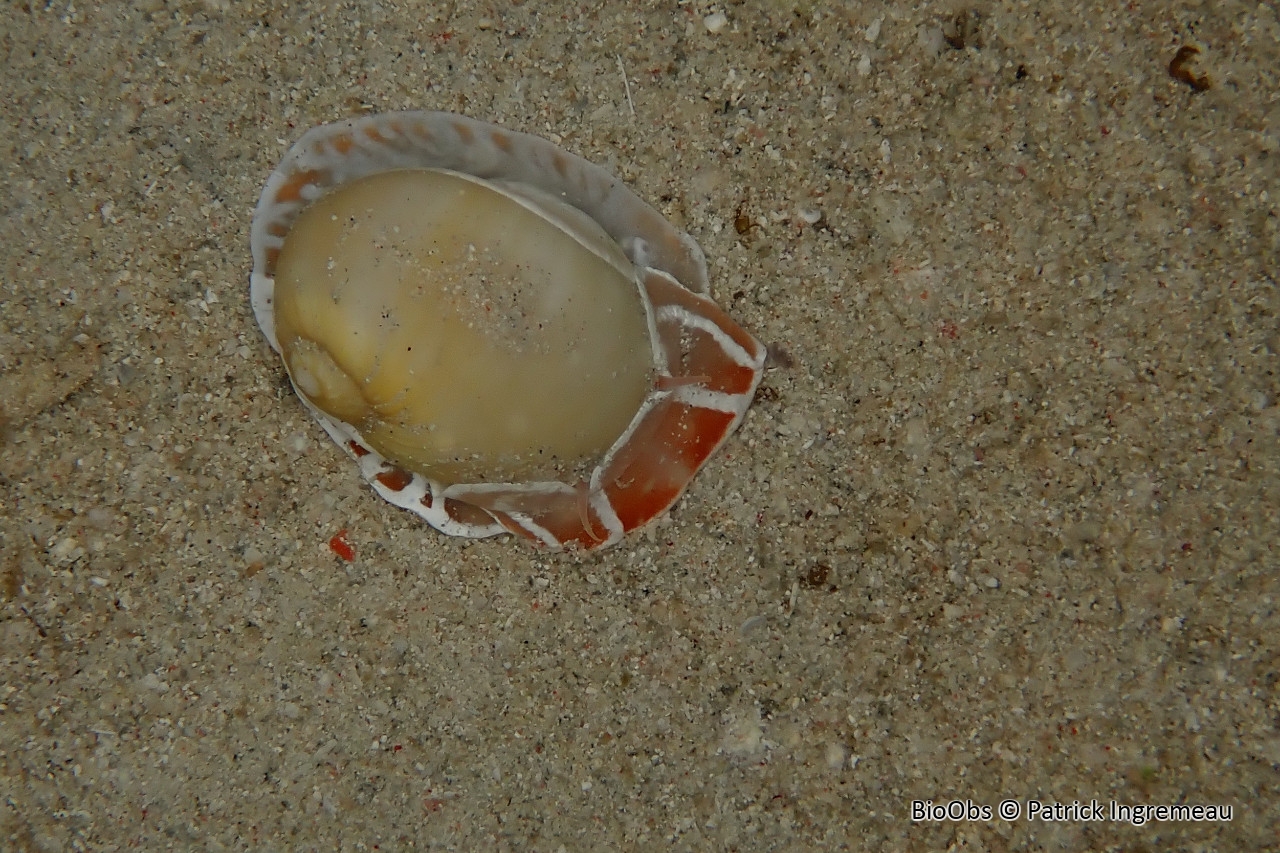 Natice orientale - Naticarius orientalis - Patrick Ingremeau - BioObs