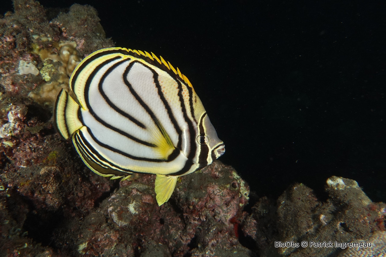 Poisson-papillon de Meyer - Chaetodon meyeri - Patrick Ingremeau - BioObs