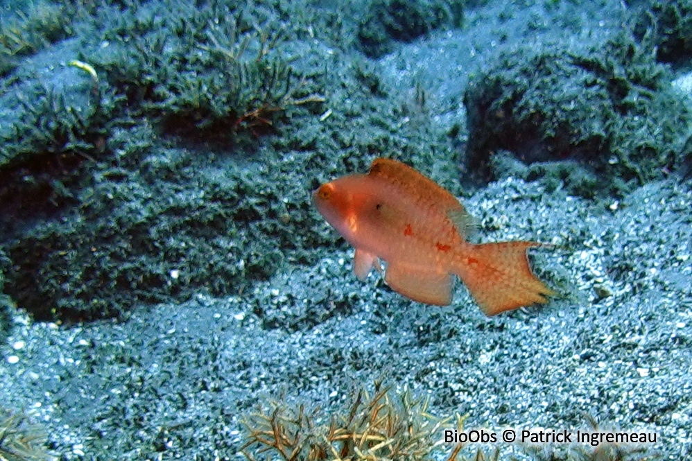 Labre à deux taches - Oxycheilinus bimaculatus - Patrick Ingremeau - BioObs