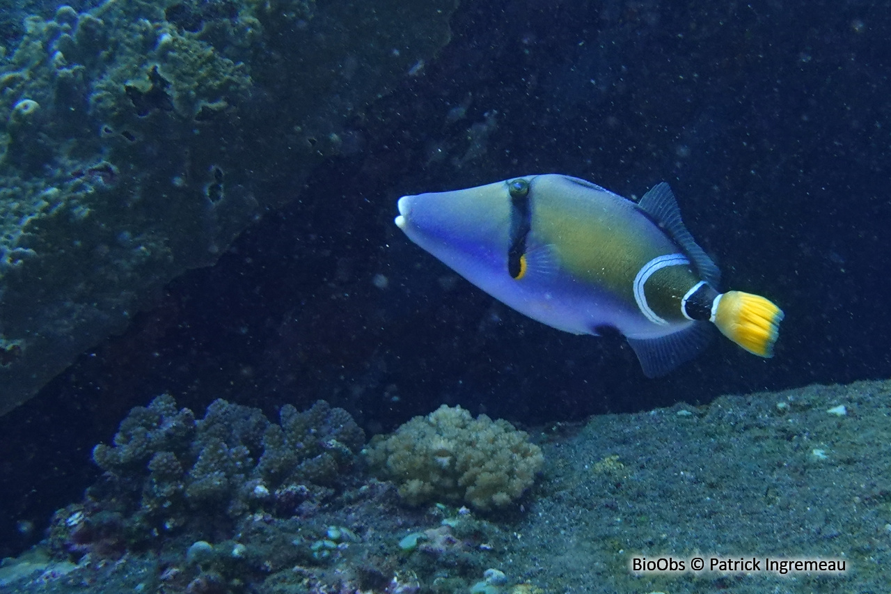 Baliste picasso des Mascareignes - Rhinecanthus cinereus - Patrick Ingremeau - BioObs