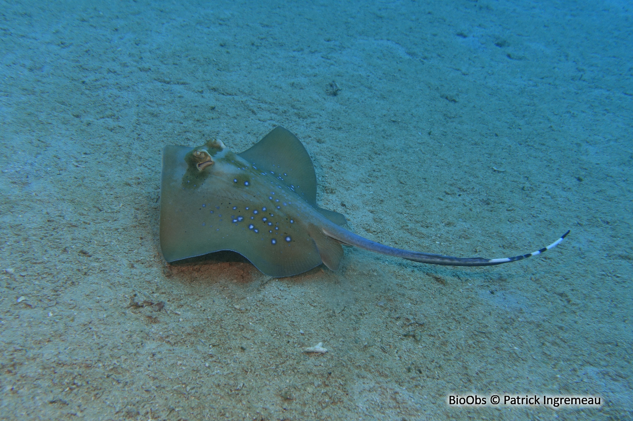 Pastenague à points bleus - Neotrygon caeruleopunctata - Patrick Ingremeau - BioObs