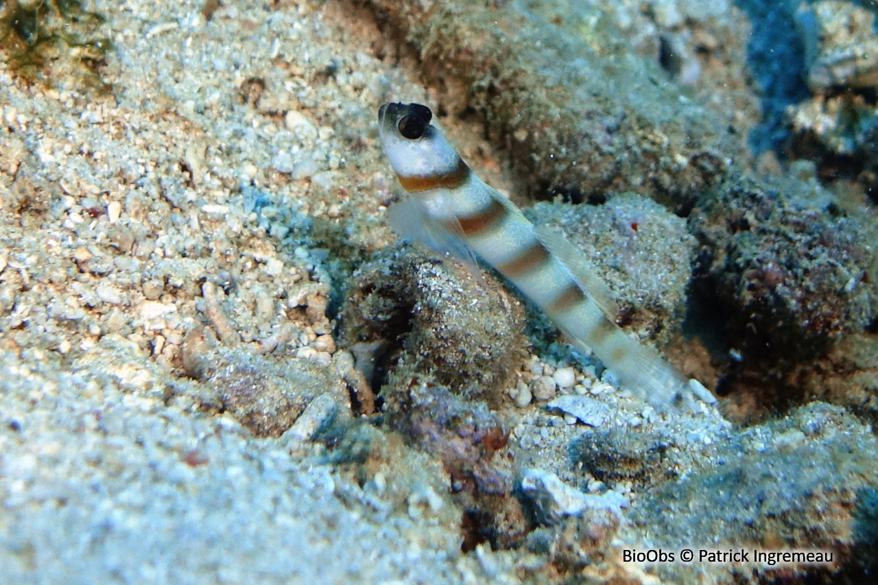 Gobie commensal de Steinitz - Amblyeleotris steinitzi - Patrick Ingremeau - BioObs