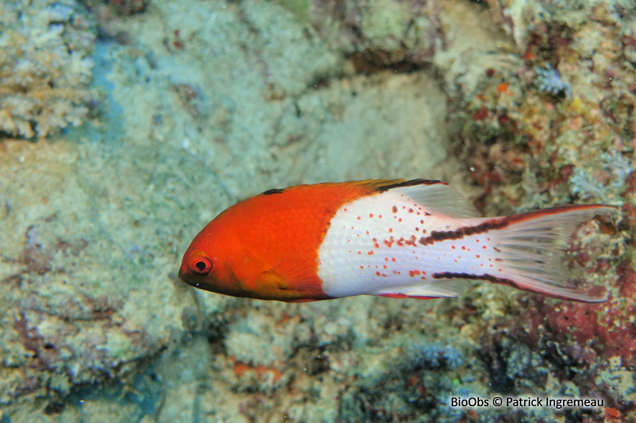 Caudène - Bodianus anthioides - Patrick Ingremeau - BioObs
