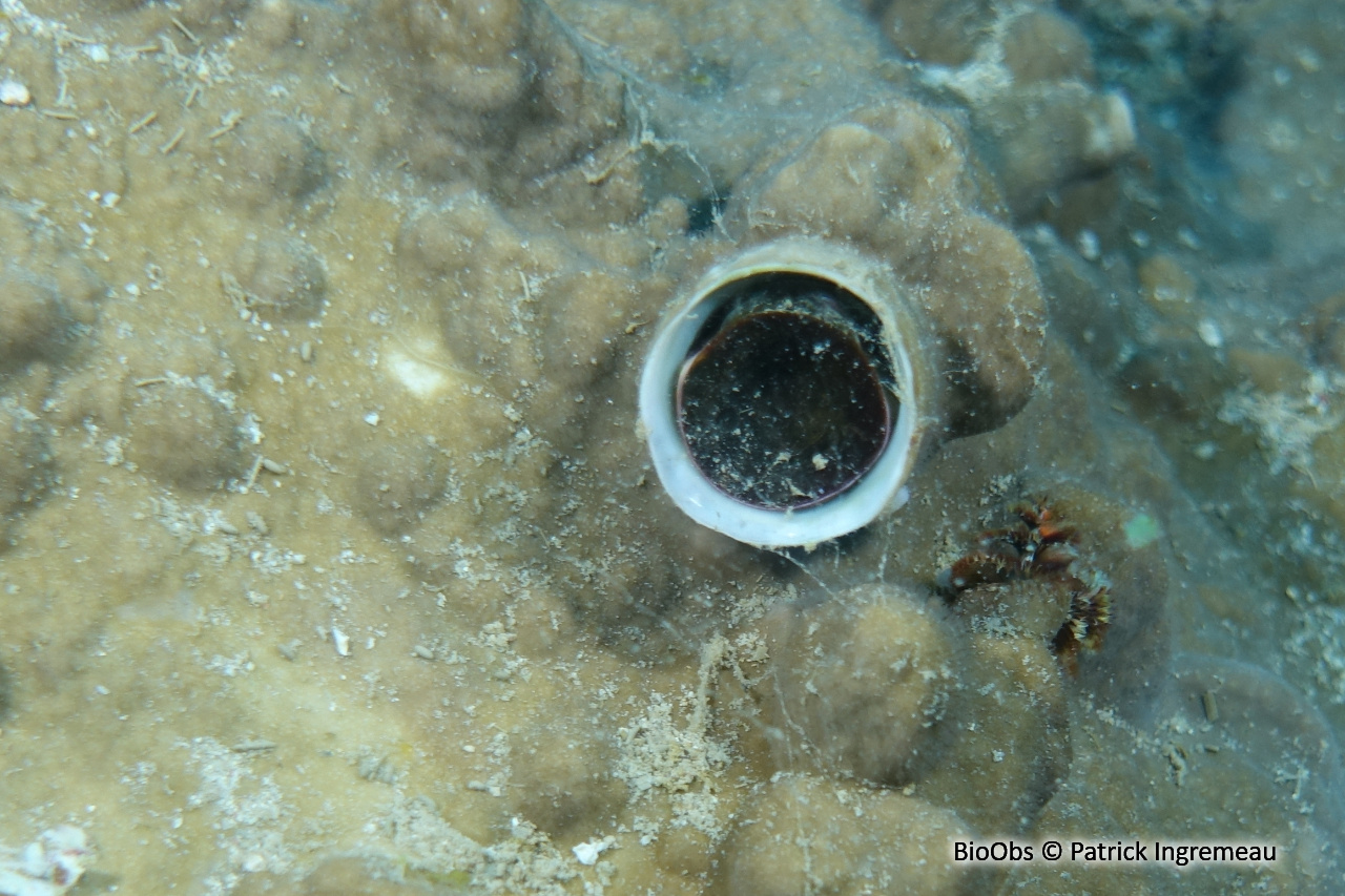 Grand vermet tropical - Ceraesignum maximum - Patrick Ingremeau - BioObs