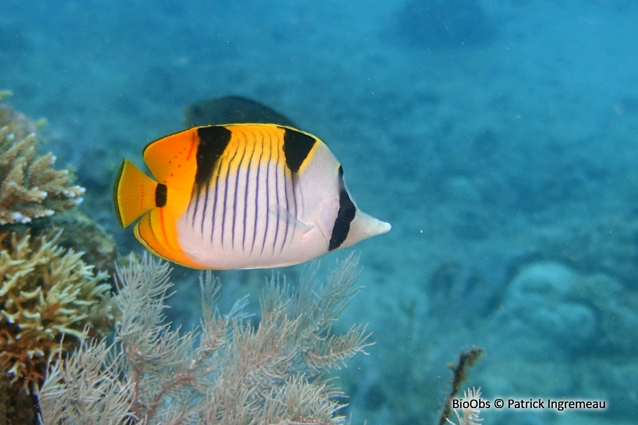 Poisson-papillon à selles - Chaetodon falcula - Patrick Ingremeau - BioObs
