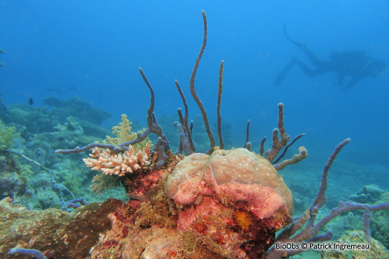 Callyspongia biru - Callyspongia biru - Patrick Ingremeau - BioObs