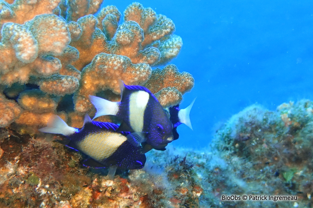 Demoiselle obscure - Dascyllus carneus - Patrick Ingremeau - BioObs