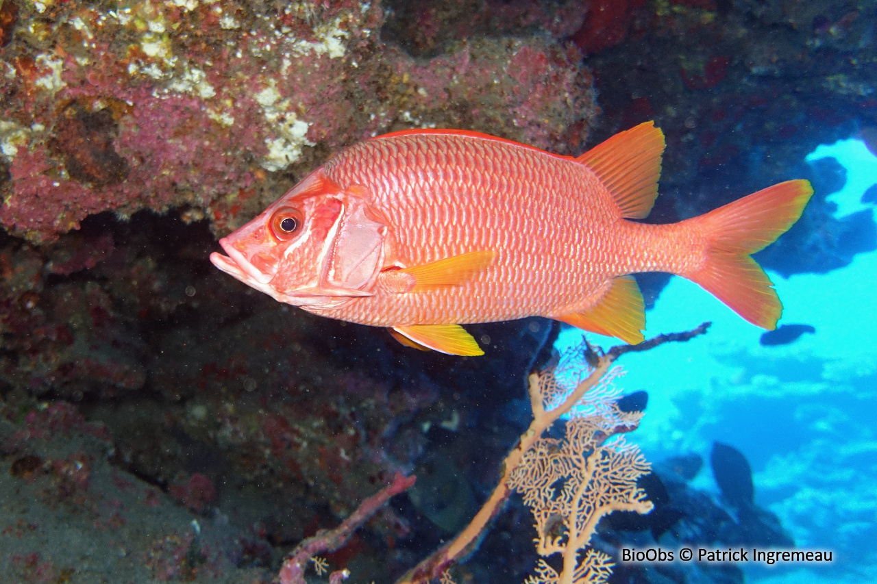 Poisson-écureuil géant - Sargocentron spiniferum - Patrick Ingremeau - BioObs