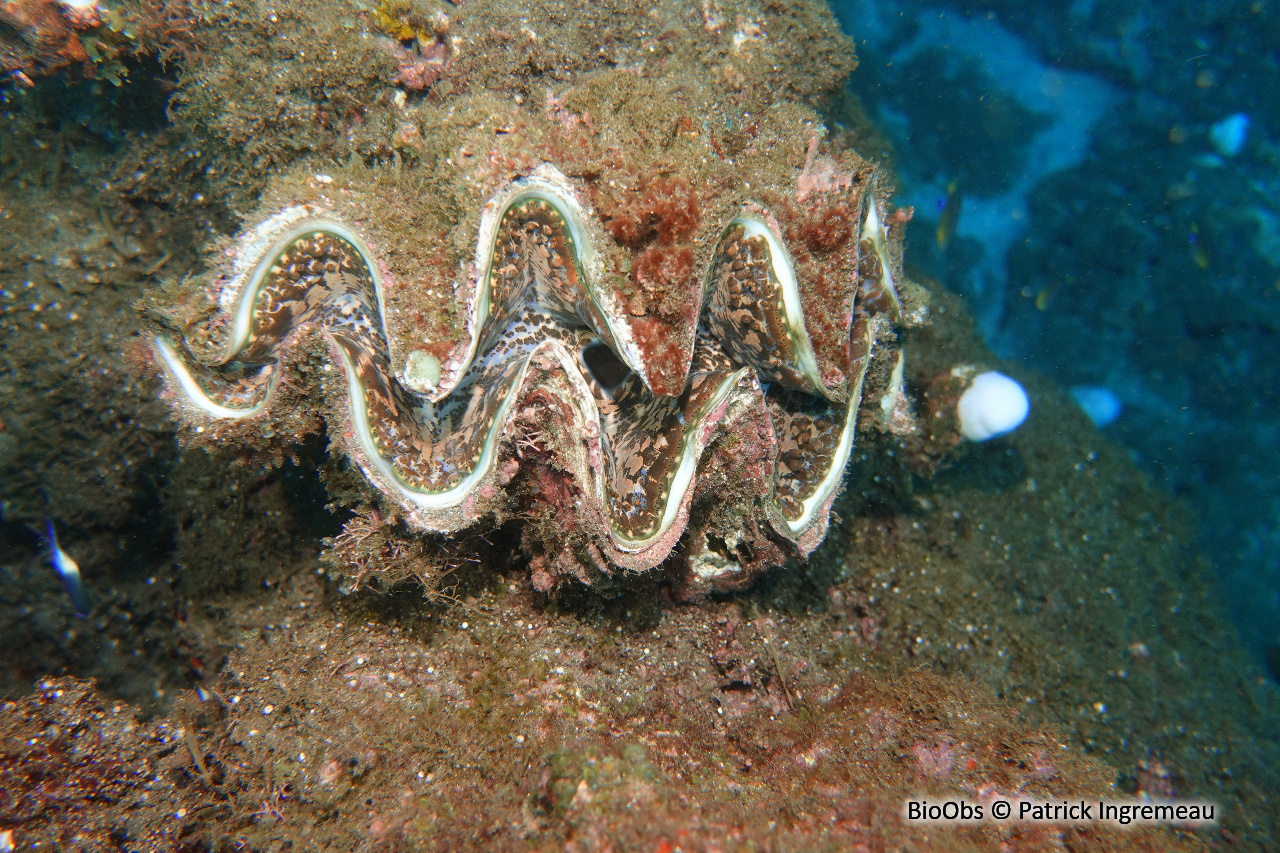 Grand bénitier gaufré - Tridacna squamosa - Patrick Ingremeau - BioObs