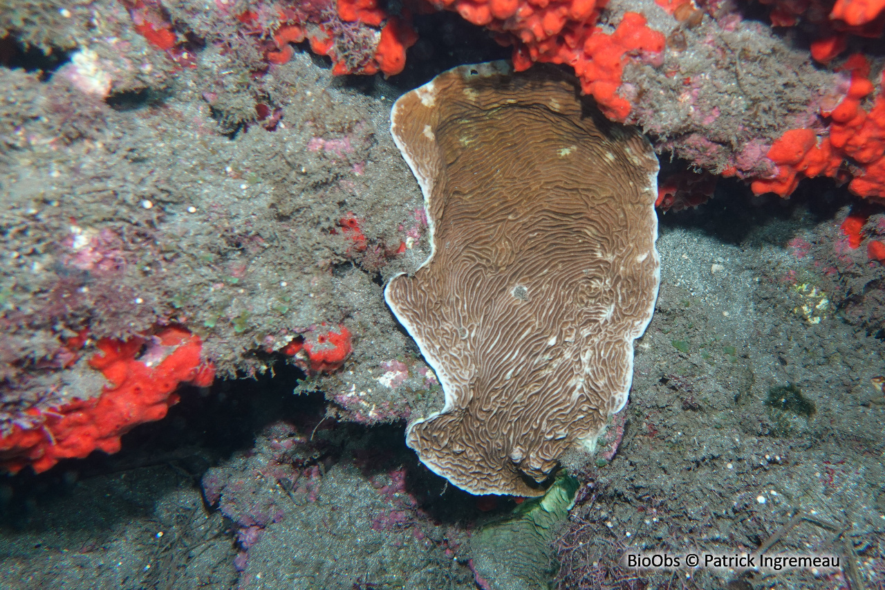 Pachyseris (genre) - Pachyseris sp - Patrick Ingremeau - BioObs