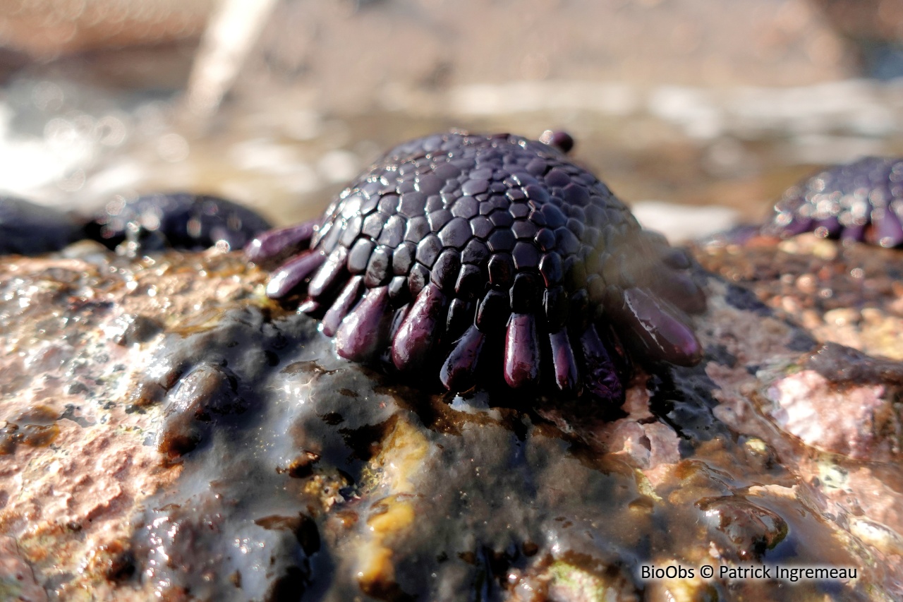 Oursin-casque - Colobocentrotus (Podophora) atratus - Patrick Ingremeau - BioObs