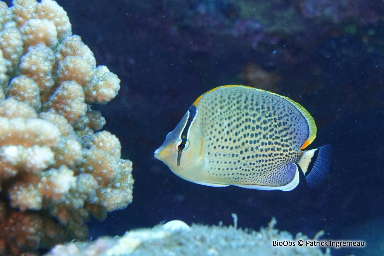 Poisson-papillon moucheté - Chaetodon guttatissimus - Patrick Ingremeau - BioObs