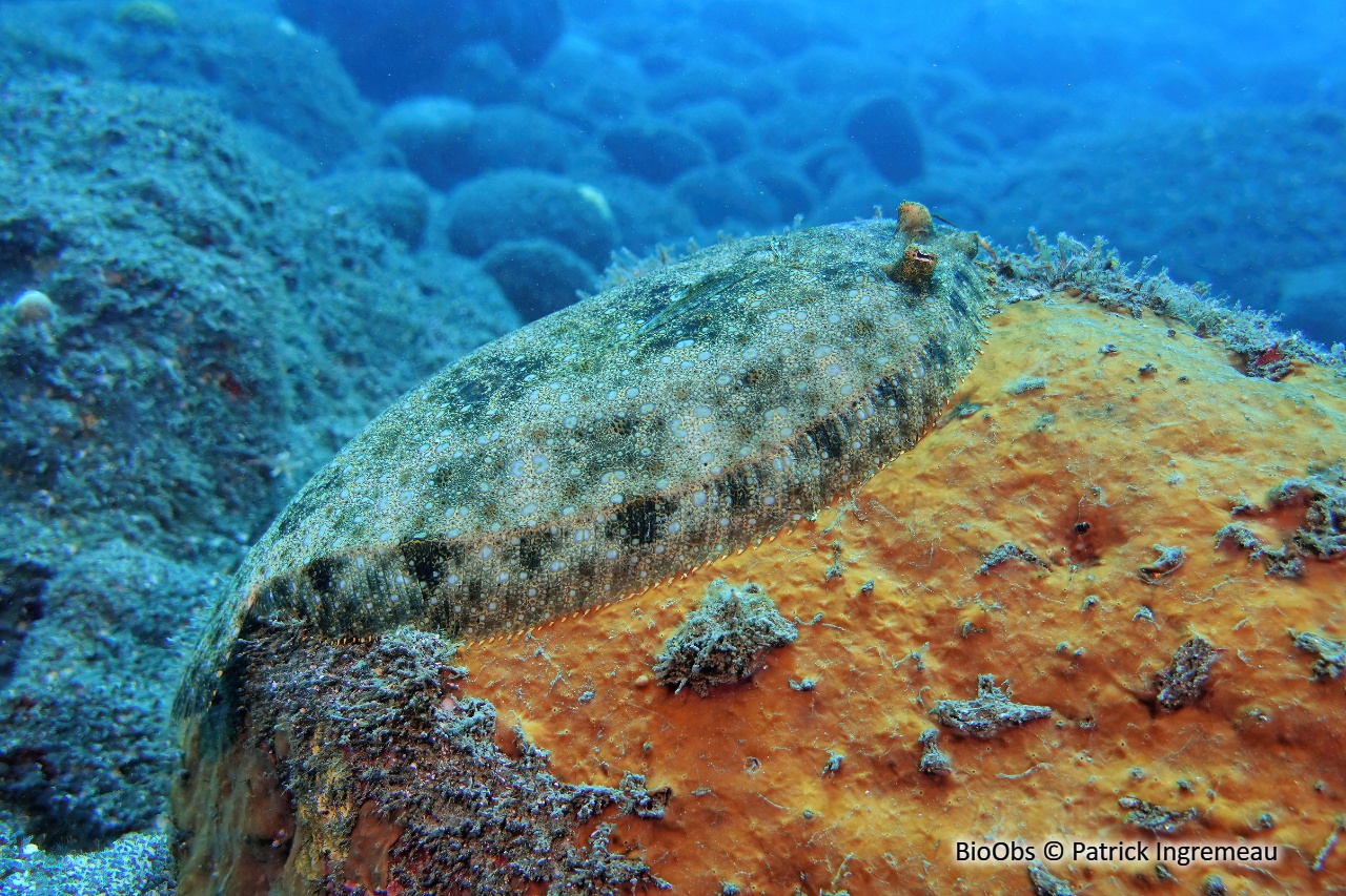 Turbot tropical - Bothus mancus - Patrick Ingremeau - BioObs