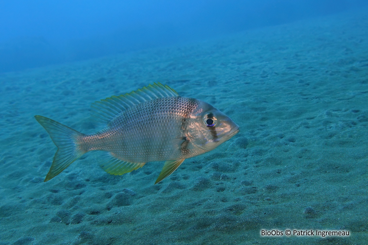 Empereur tatoué - Gymnocranius grandoculis - Patrick Ingremeau - BioObs