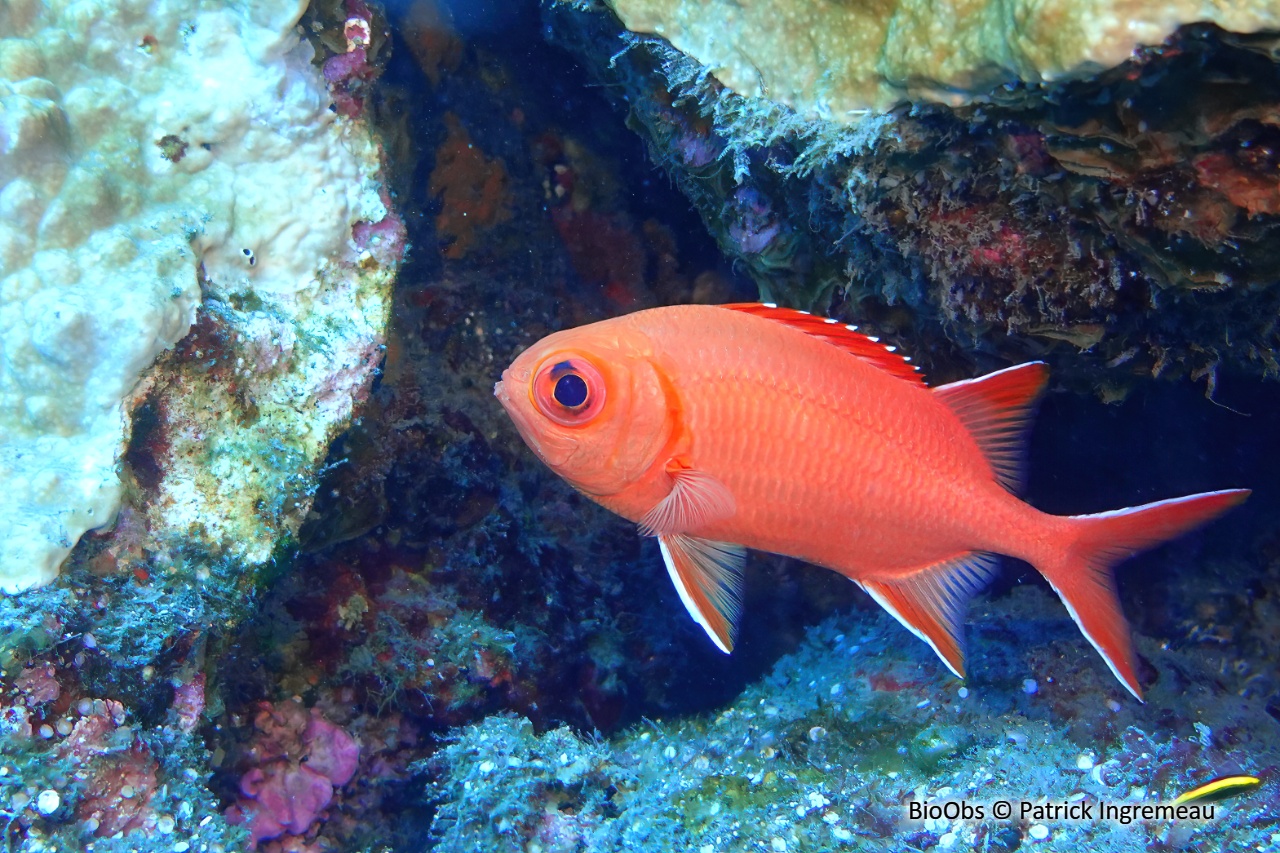 Poisson-soldat bordé de blanc - Myripristis vittata - Patrick Ingremeau - BioObs