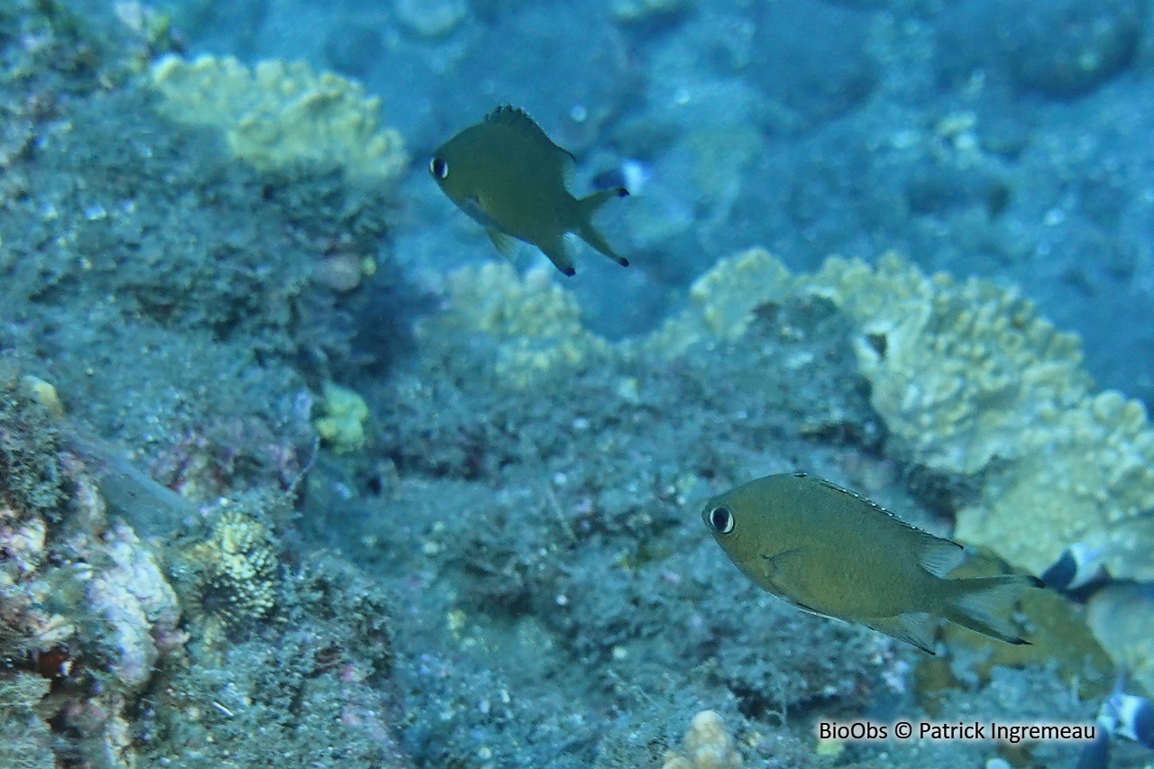 Chromis écailleux - Chromis lepidolepis - Patrick Ingremeau - BioObs