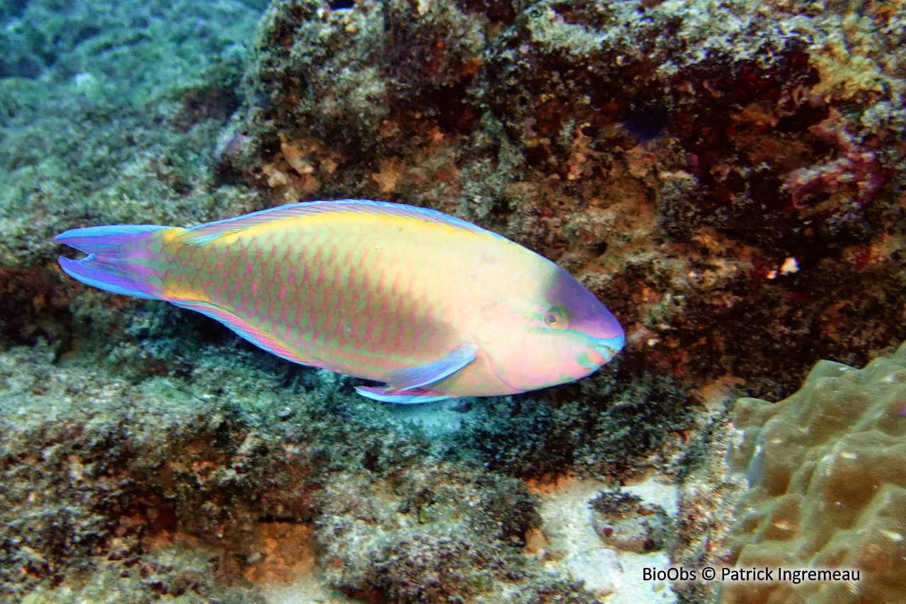 Perroquet commun - Scarus psittacus - Patrick Ingremeau - BioObs