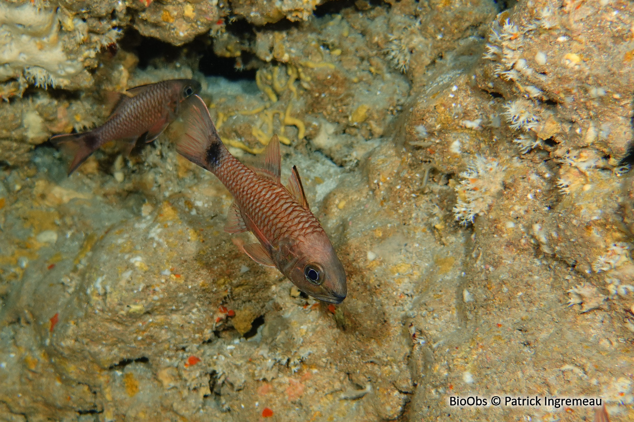 Apogon à nageoires rayées - Pristiapogon taeniopterus - Patrick Ingremeau - BioObs