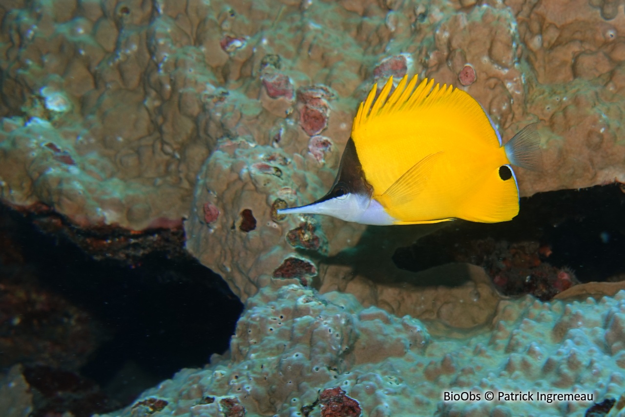 Poisson-pincette jaune - Forcipiger flavissimus - Patrick Ingremeau - BioObs