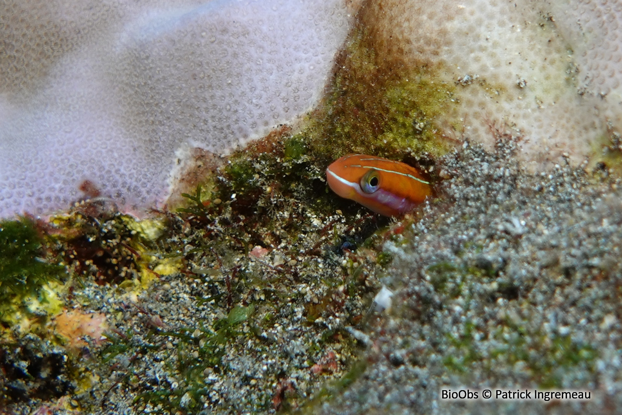Blennie à dents acérées - Plagiotremus tapeinosoma - Patrick Ingremeau - BioObs