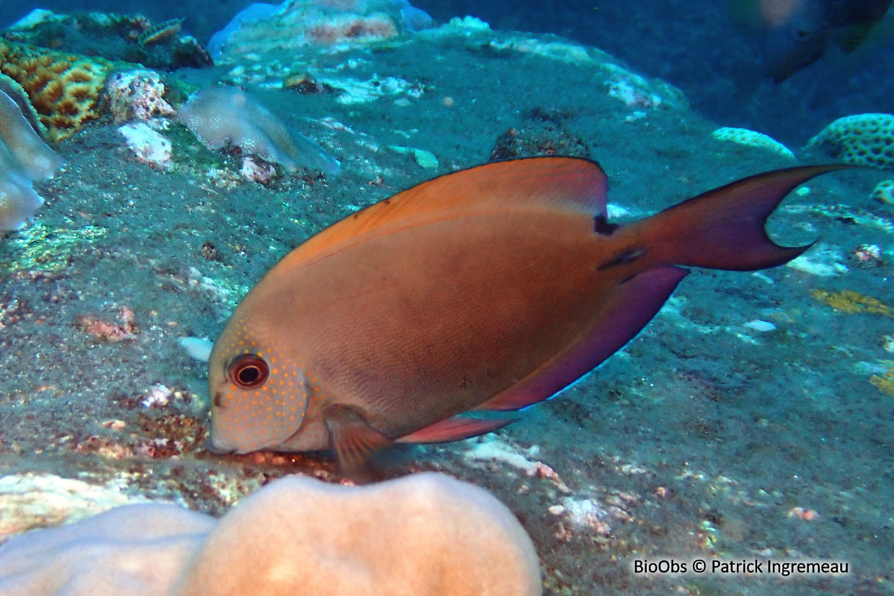 Chirurgien brun-noir - Acanthurus nigrofuscus - Patrick Ingremeau - BioObs