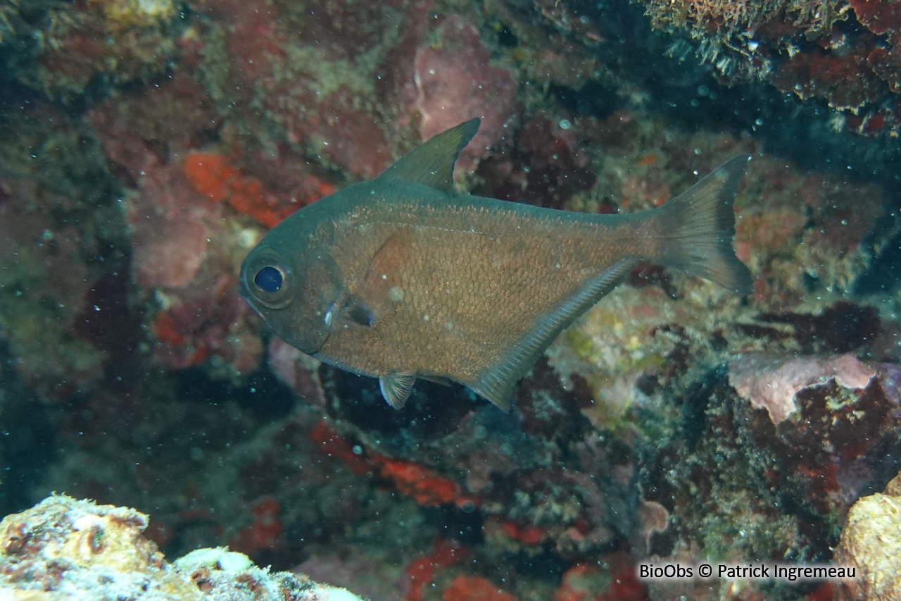 Poisson-hachette - Pempheris vanicolensis - Patrick Ingremeau - BioObs