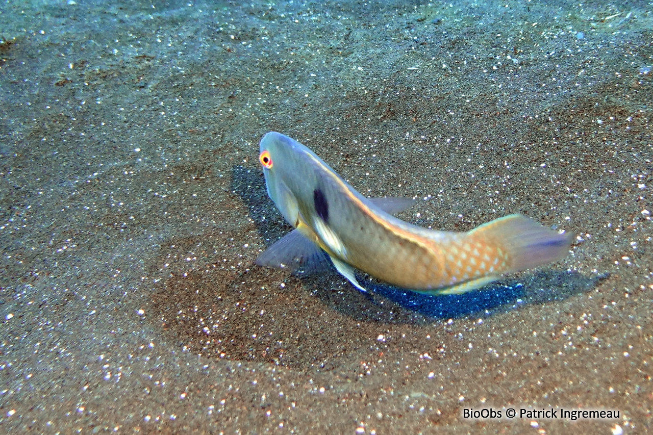 Poisson-rasoir tacheté - Iniistius naevus - Patrick Ingremeau - BioObs