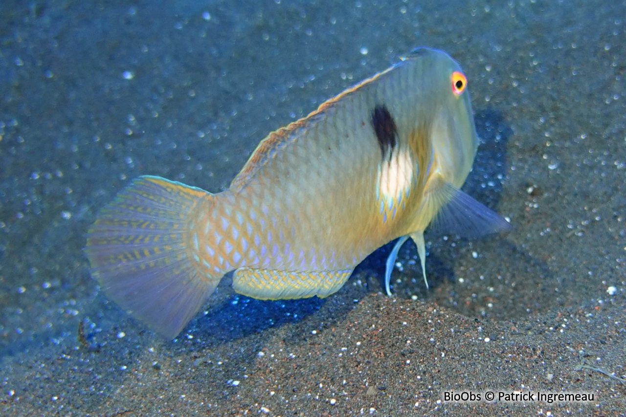 Poisson-rasoir tacheté - Iniistius naevus - Patrick Ingremeau - BioObs