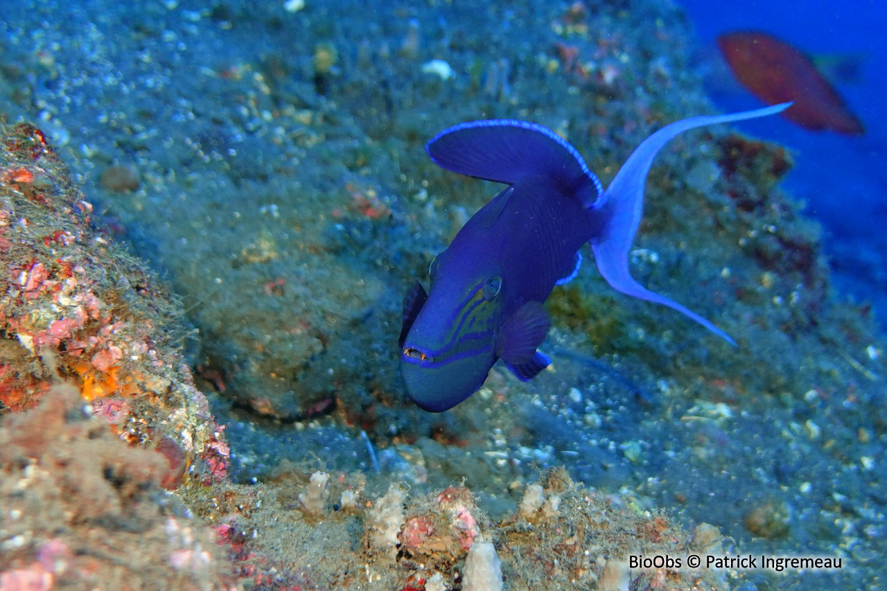 Baliste bleu - Odonus niger - Patrick Ingremeau - BioObs