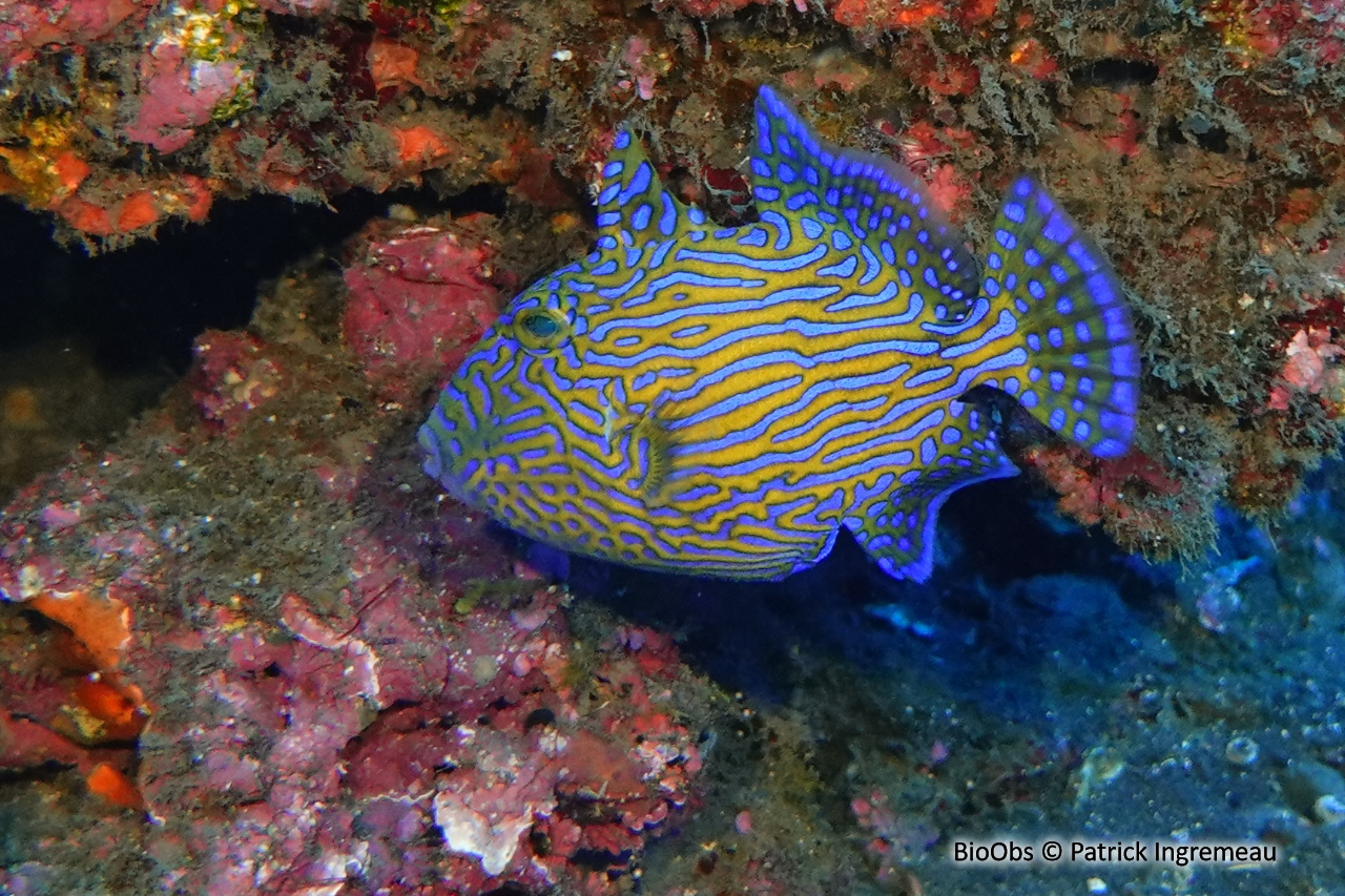 Baliste à rides bleues - Pseudobalistes fuscus - Patrick Ingremeau - BioObs