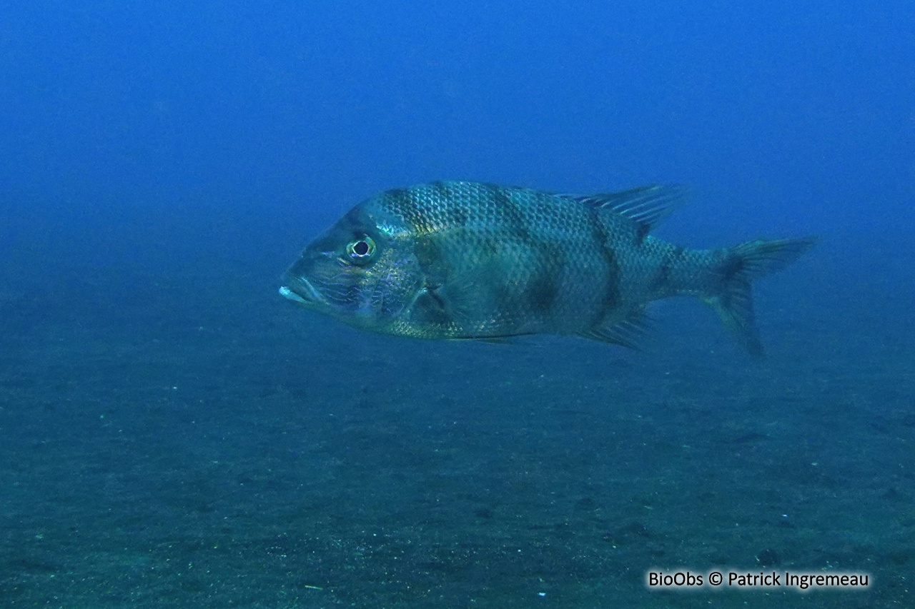 Capitaine blanc - Lethrinus nebulosus - Patrick Ingremeau - BioObs