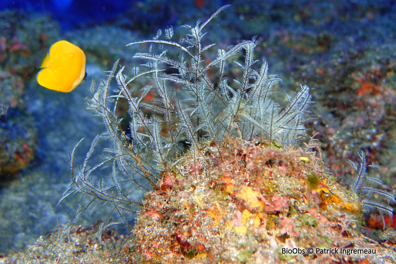 Hydraire buisson ardent - Macrorhynchia philippina - Patrick Ingremeau - BioObs