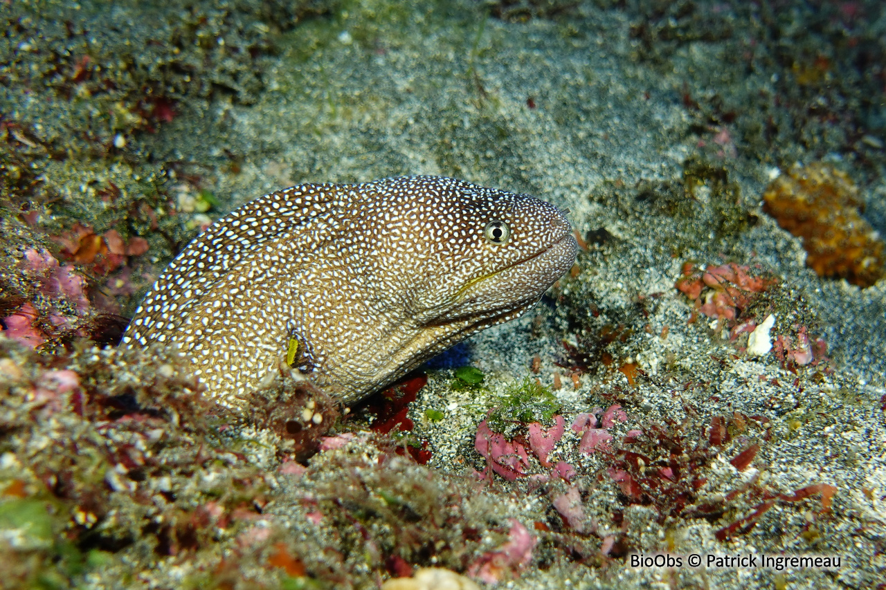 Murène à bouche jaune - Gymnothorax nudivomer - Patrick Ingremeau - BioObs