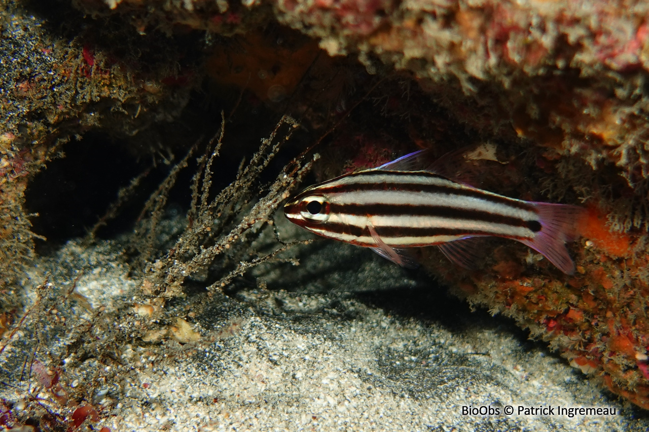 Apogon rayé - Ostorhinchus angustatus - Patrick Ingremeau - BioObs