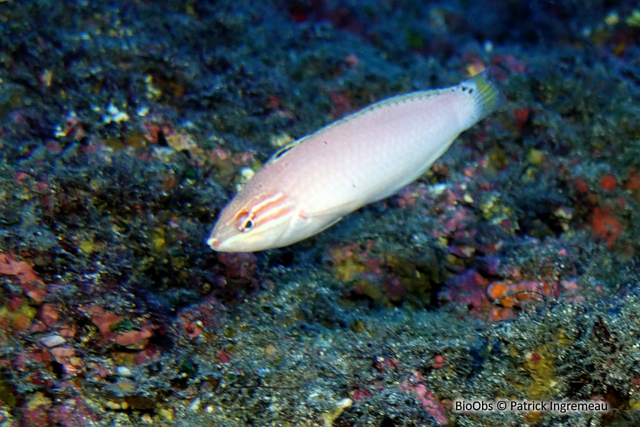 Girelle trois points - Halichoeres trispilus - Patrick Ingremeau - BioObs