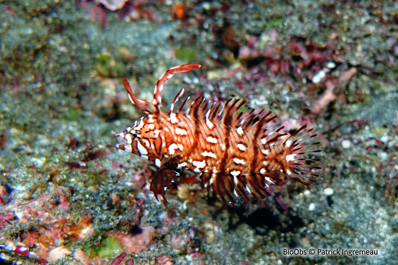 labre-rasoir masqué - Novaculichthys taeniourus - Patrick Ingremeau - BioObs