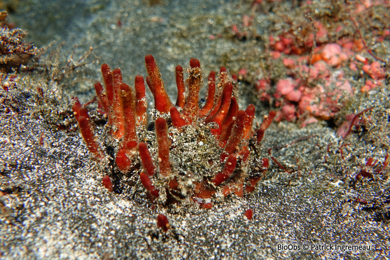 Eponge pompon - Oceanapia sagittaria - Patrick Ingremeau - BioObs