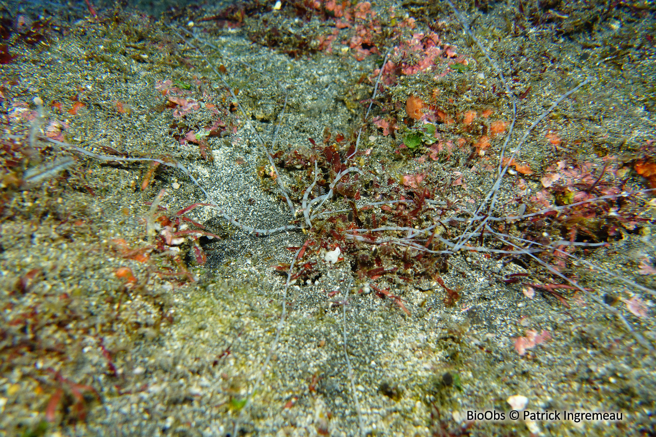 Térebelle méduse - Loimia medusa - Patrick Ingremeau - BioObs