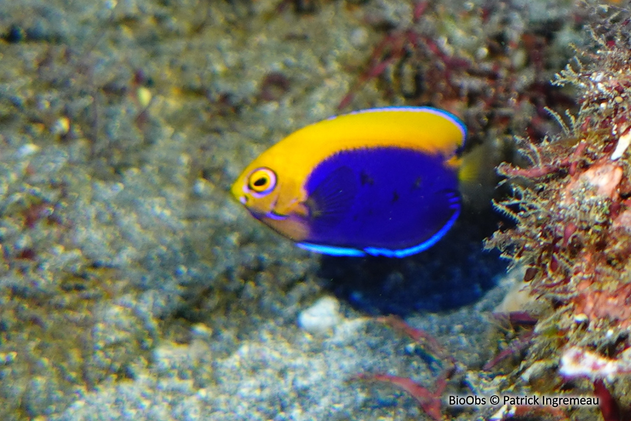 Poisson-ange nain africain - Centropyge acanthops - Patrick Ingremeau - BioObs