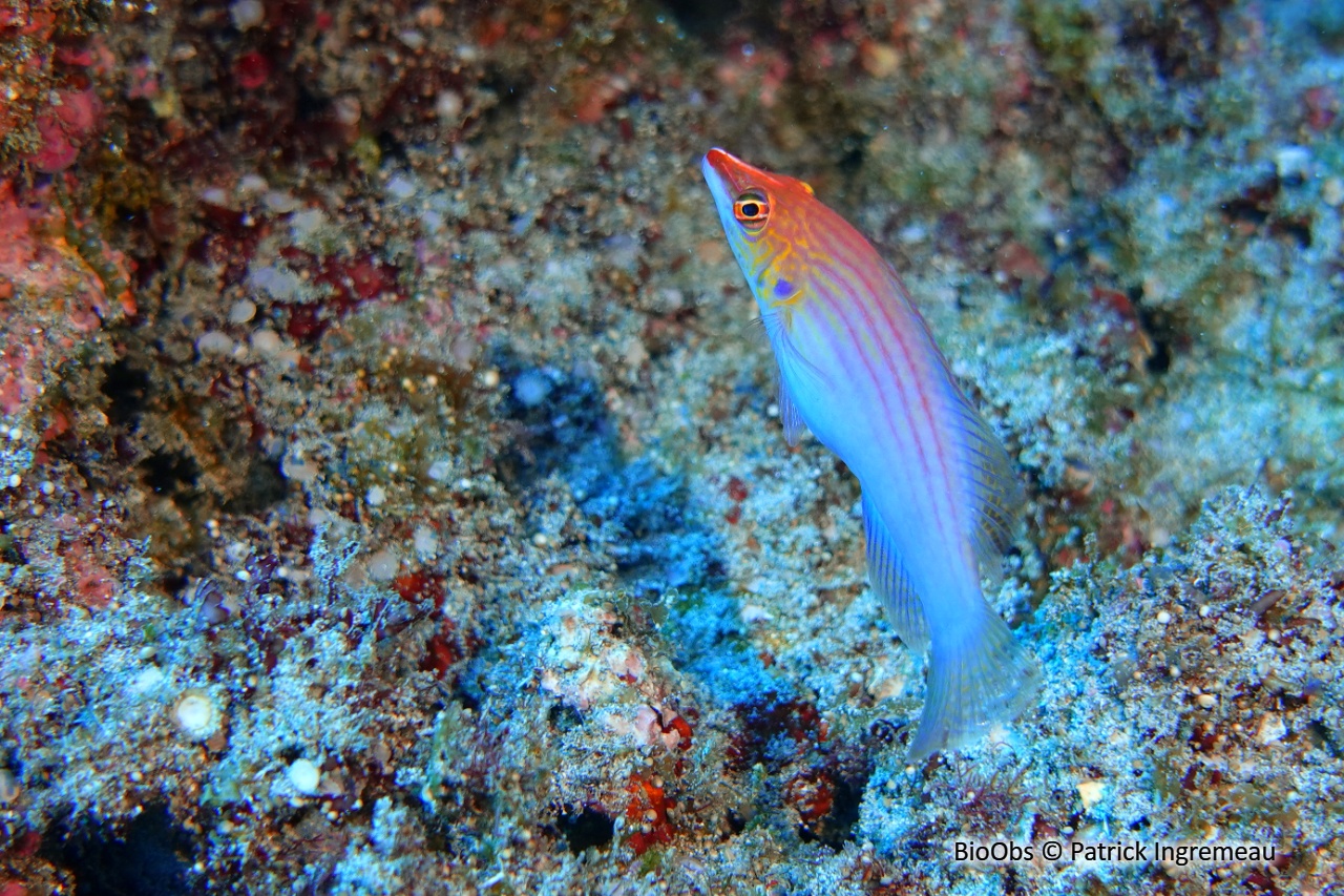 Labre nain à 8 lignes - Pseudocheilinus octotaenia - Patrick Ingremeau - BioObs