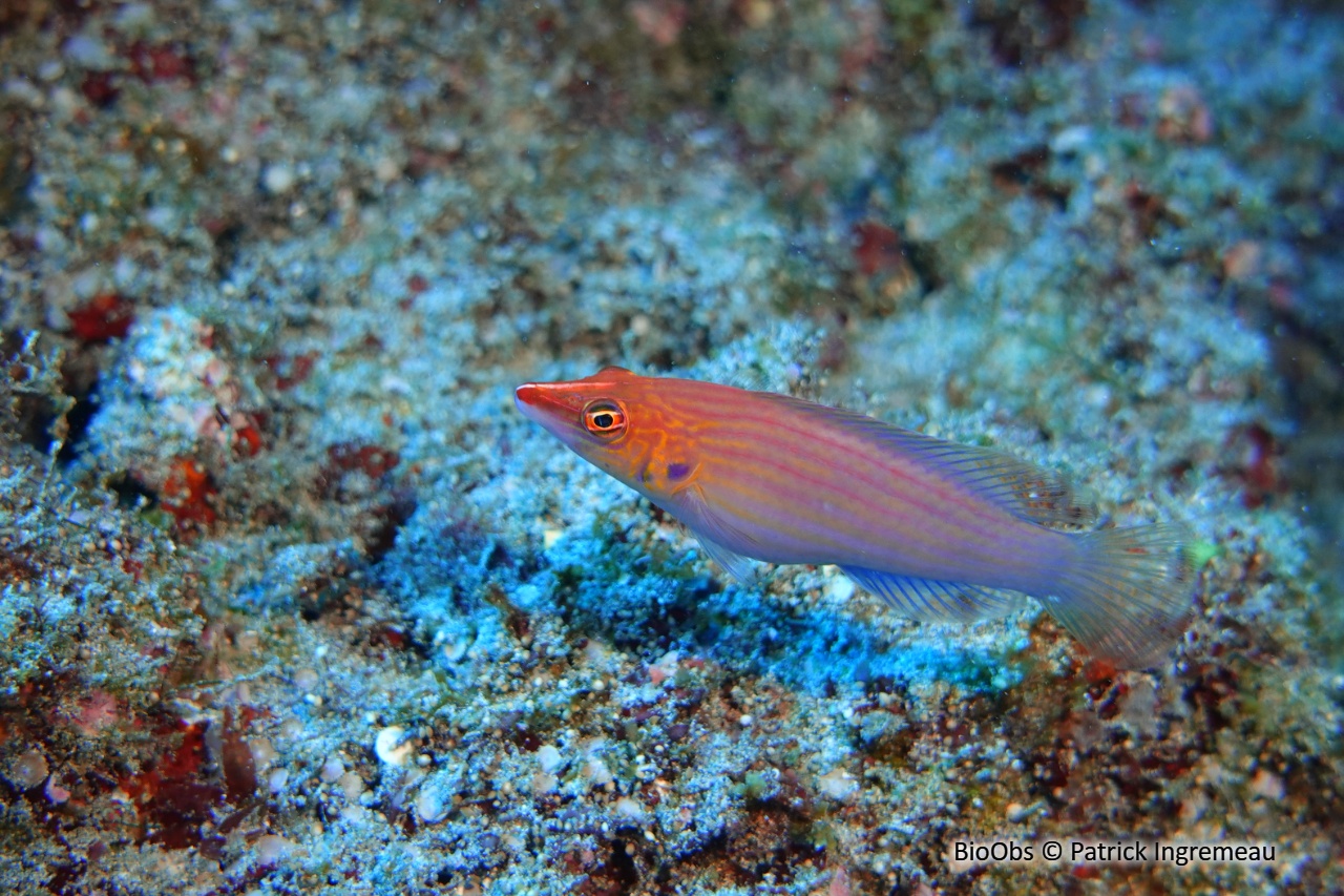 Labre nain à 8 lignes - Pseudocheilinus octotaenia - Patrick Ingremeau - BioObs