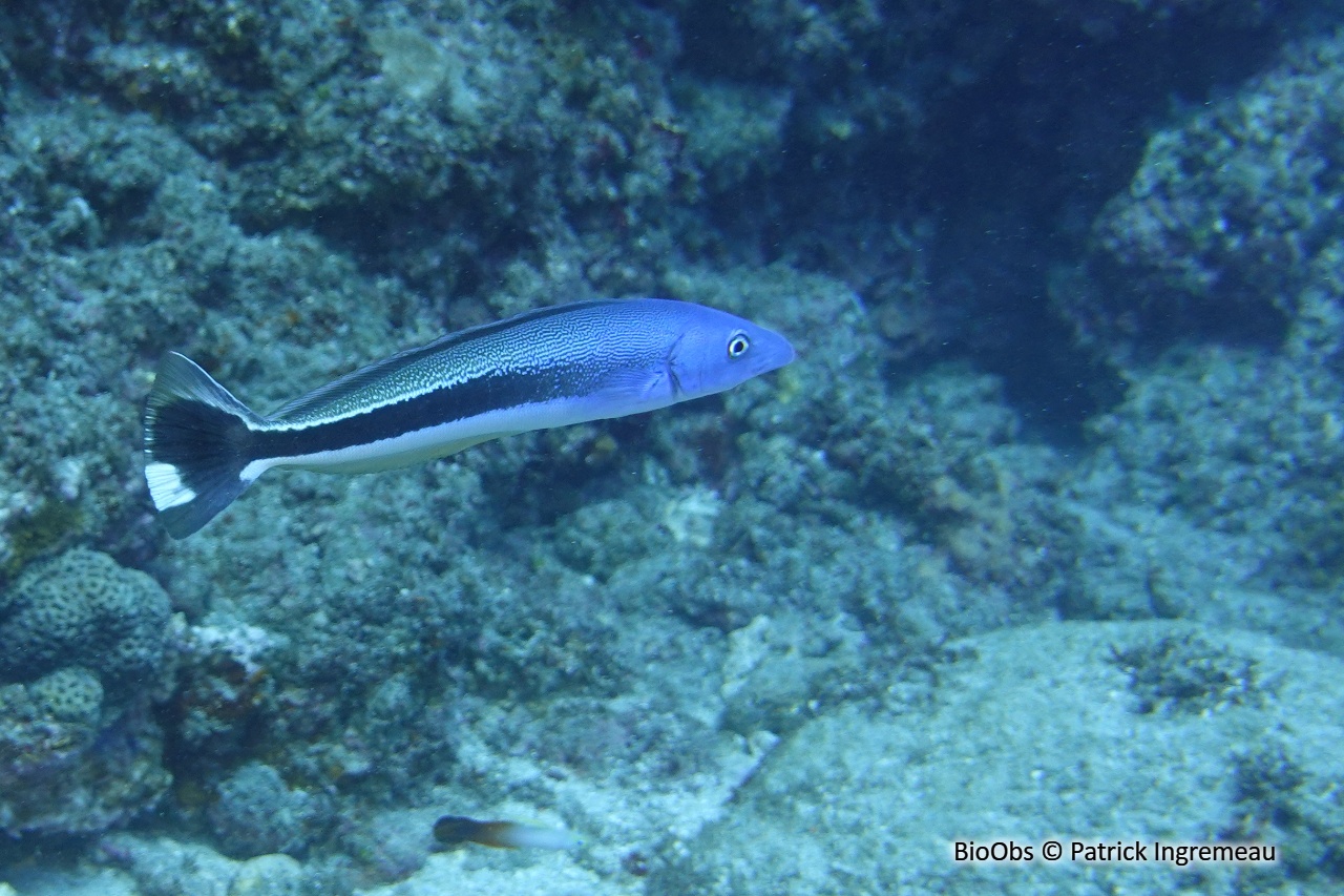 Malacanthe bleu - Malacanthus latovittatus - Patrick Ingremeau - BioObs