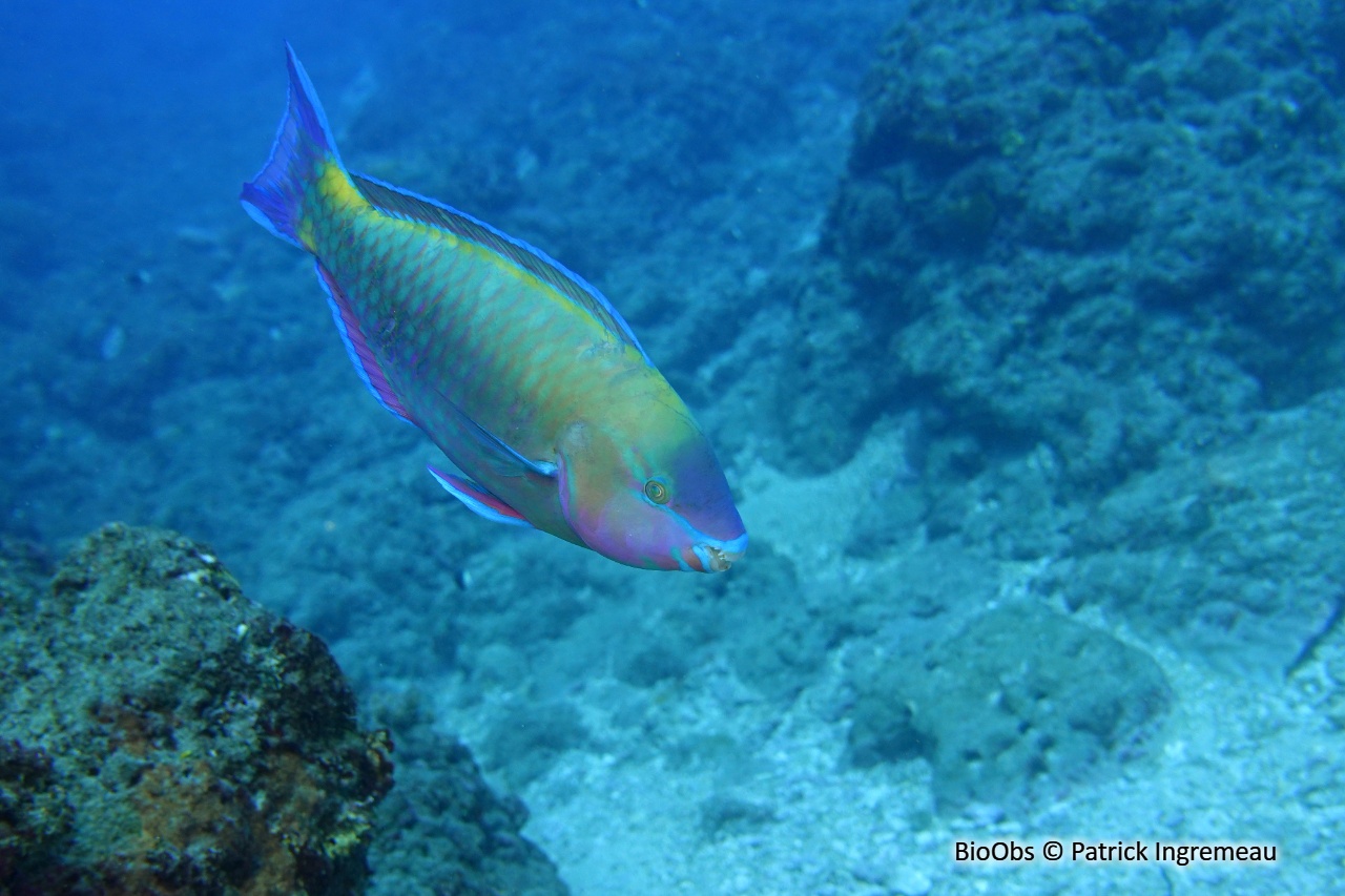 Perroquet commun - Scarus psittacus - Patrick Ingremeau - BioObs