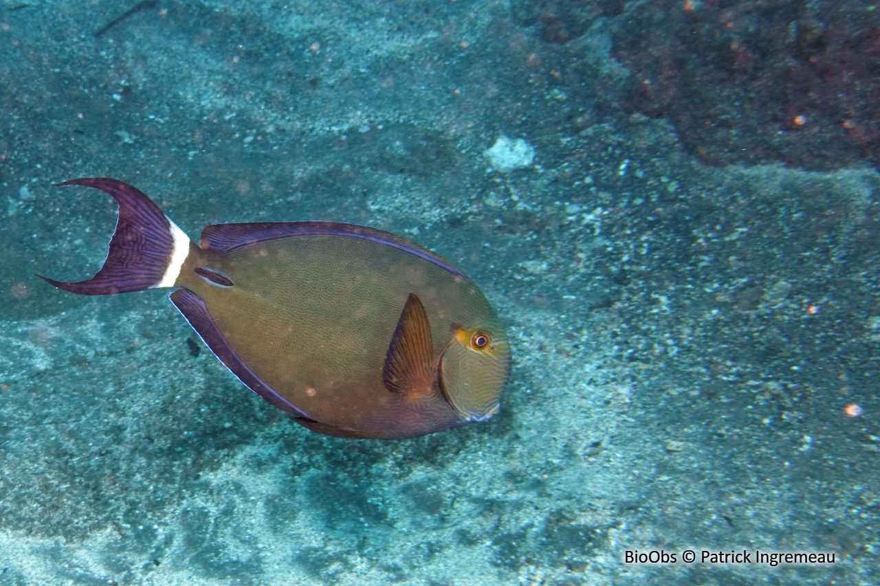 Chirurgien à anneau blanc - Acanthurus blochii - Patrick Ingremeau - BioObs