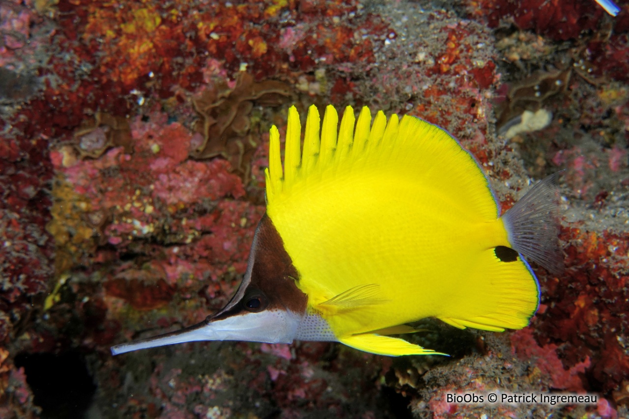 Poisson-pincette à très long nez - Forcipiger longirostris - Patrick Ingremeau - BioObs