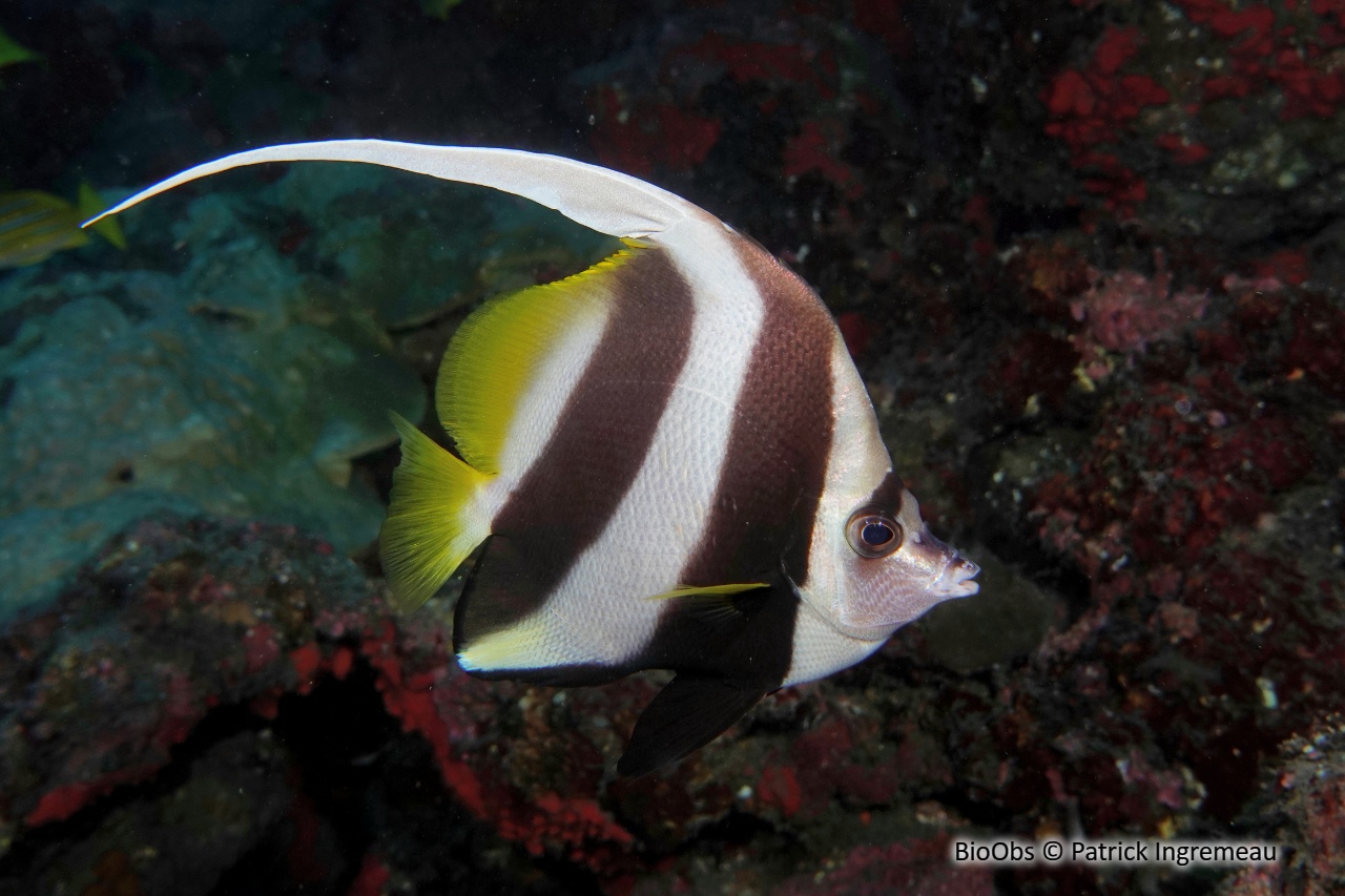 Poisson-cocher commun - Heniochus acuminatus - Patrick Ingremeau - BioObs